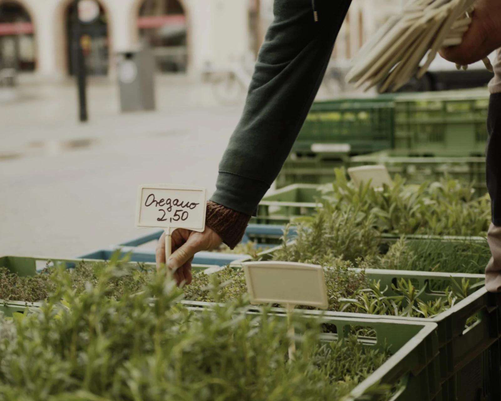 Eine Hand steckt ein Oregano-Preisschild zwischen Kräuterpflanzen am Marktstand.