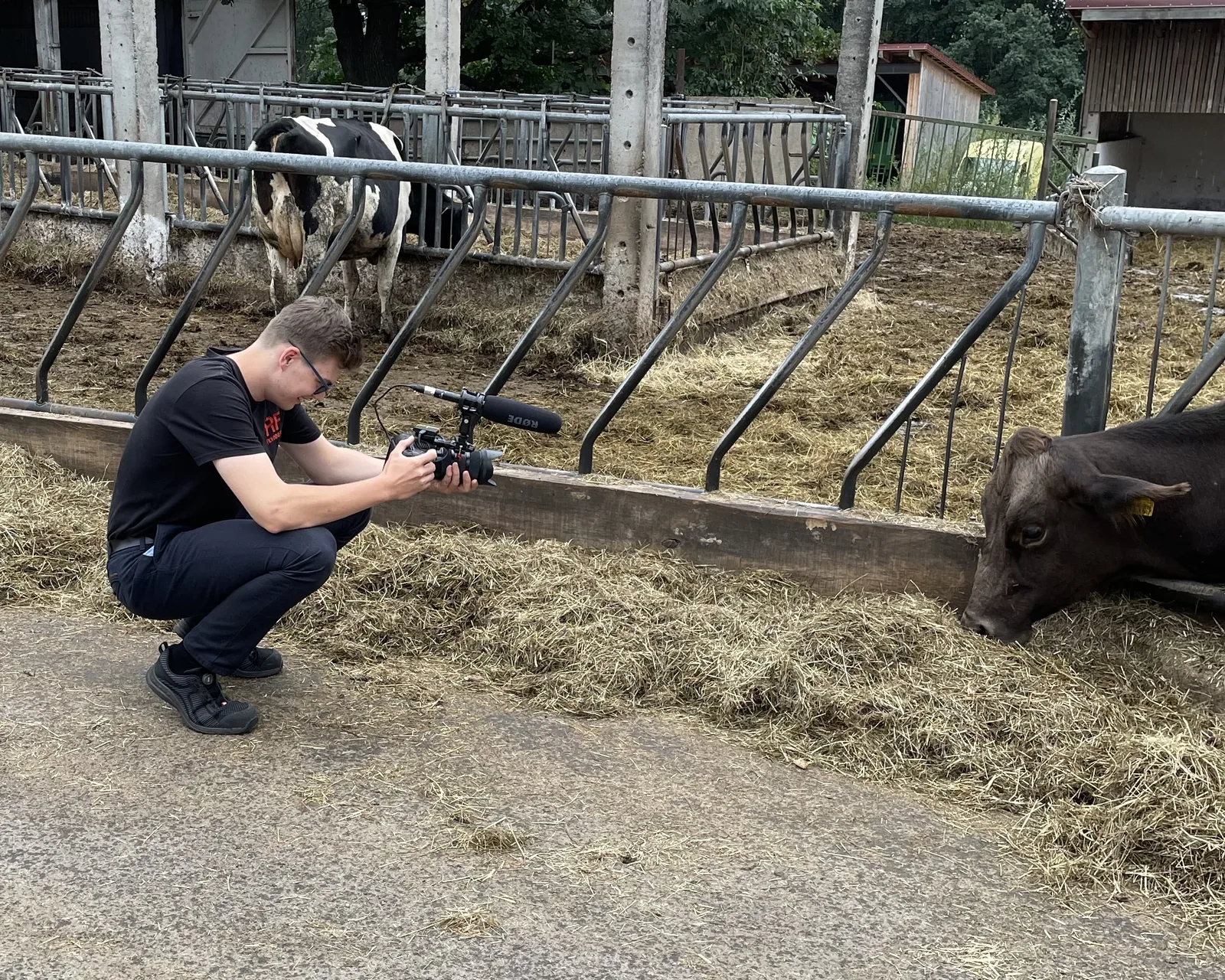 Eine Person filmt eine Kuh in einem Stall.